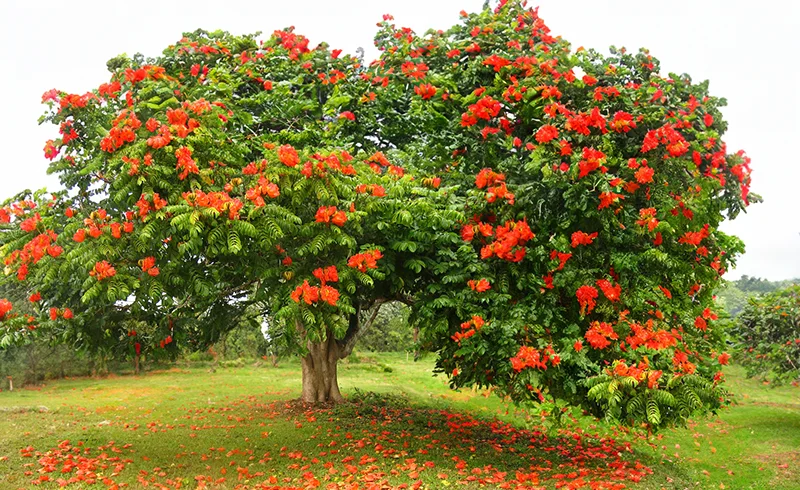A flame tree in full bloom, petals scattered on the grass beneath it